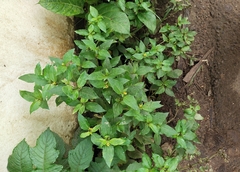 Synedrella nodiflora