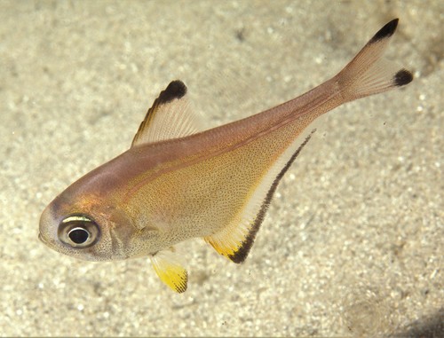 Blacktip sweeper (Pempheris affinis) — Pempheridae
