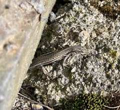 Podarcis liolepis