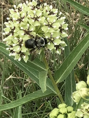 Xylocopa virginica texana