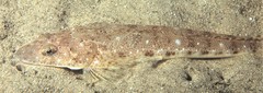 Platycephalus grandispinis