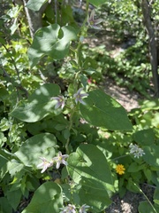 Polystemma cordifolium