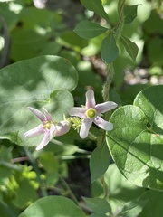 Polystemma cordifolium