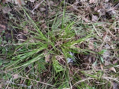 Carex elongata