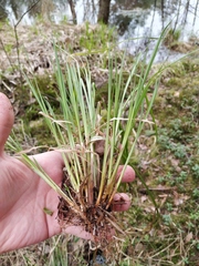 Carex elongata