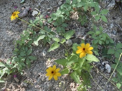 Heliopsis anomala