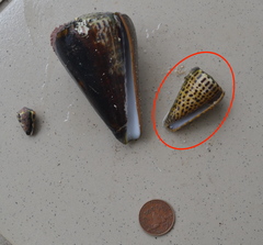 Conus leopardus