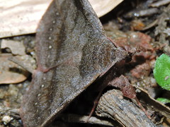 Azeta rhodogaster