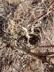 Scolymus grandiflorus