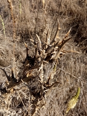Scolymus grandiflorus