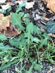 Taraxacum officinale
