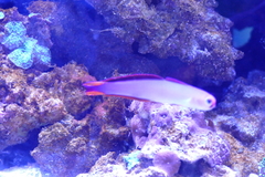 Nemateleotris decora