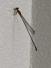 Teinobasis rufithorax