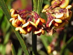 Daviesia leptophylla
