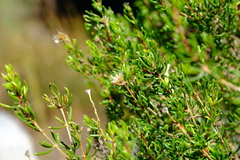 Pteronia cederbergensis