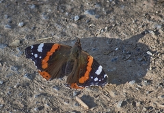 Vanessa atalanta