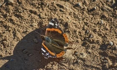 Vanessa atalanta