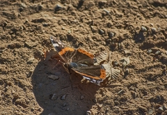 Vanessa atalanta