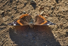 Vanessa atalanta