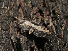Nacoleia amphicedalis