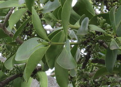 Dendrophthoe trigona