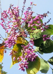 Millettia peguensis