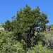 Diospyros californica - Photo (c) Glenn Ehrenberg, some rights reserved (CC BY-NC), uploaded by Glenn Ehrenberg