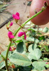 Pseudarthria viscida