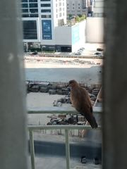 Streptopelia senegalensis