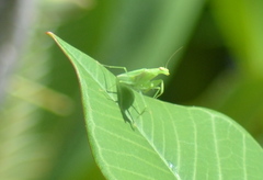 Tropidomantis kawaharai