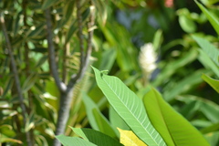 Tropidomantis kawaharai