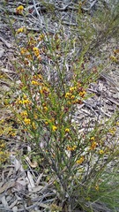 Daviesia leptophylla