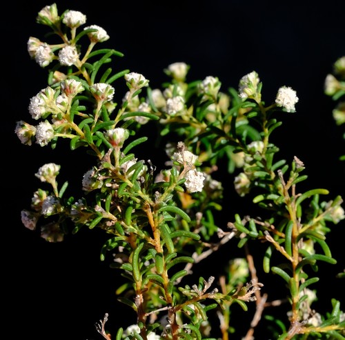 Staavia staavioides