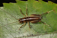 Hemiandrus pallitarsis