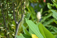 Tropidomantis kawaharai