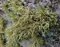 Ramalina siliquosa