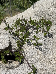 Bursera rupicola