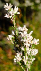 Phylica barnardii