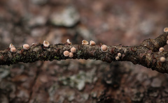 Corticium minnsiae