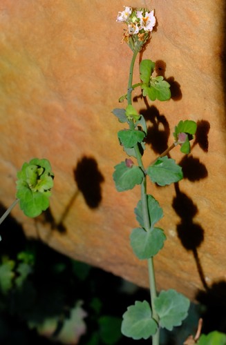 Krakadouw Cavewort (Trieenea lanciloba)