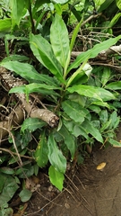 Hedychium gardnerianum