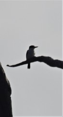 Todiramphus macleayii