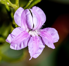 Coopernookia barbata