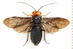 Acantholyda erythrocephala