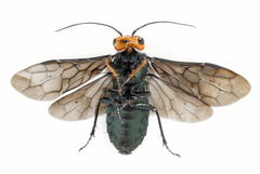 Acantholyda erythrocephala