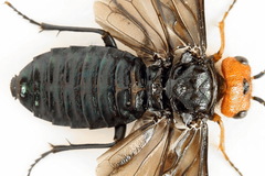 Acantholyda erythrocephala