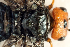 Acantholyda erythrocephala