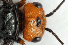 Acantholyda erythrocephala