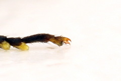 Acantholyda erythrocephala