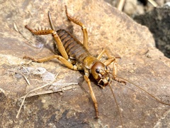 Hemideina ricta